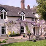 Wisteria in May